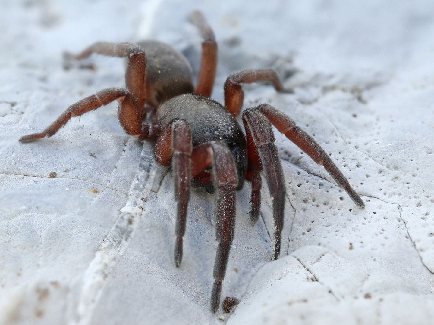 Gnaphosidae: cfr. Haplodrassus macellinus  - Portovenere (SP)